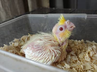Cockatiel chicks