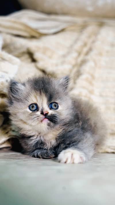Persian extreme punch long coat kitten