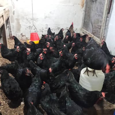 hens available for sale