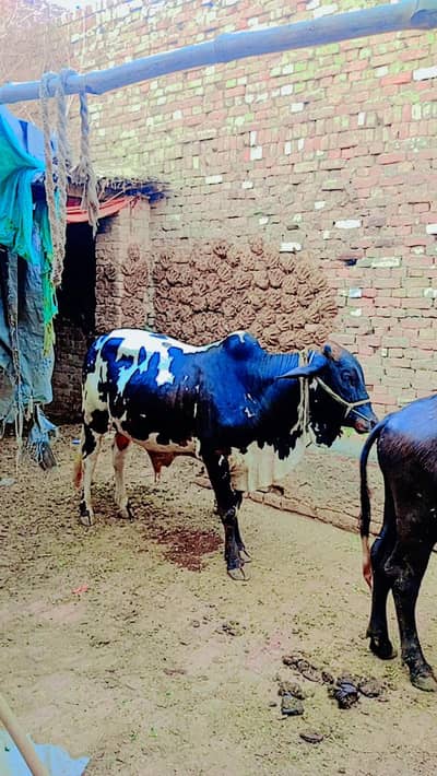bachra pakpattan