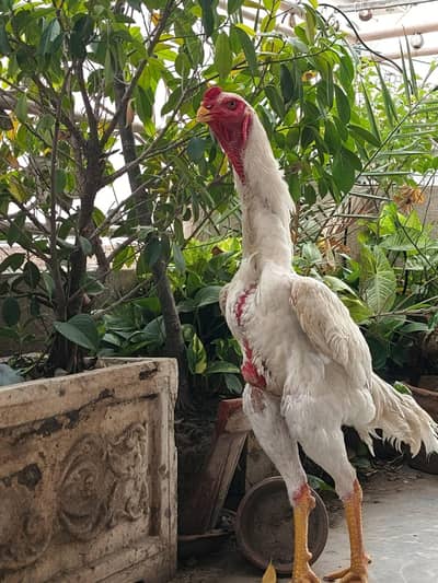 White shamo male