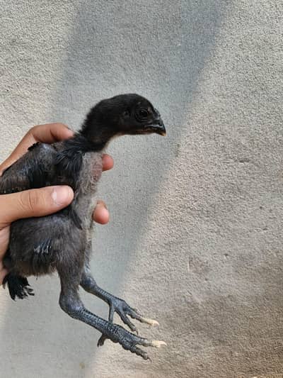 Black dragon chicks
