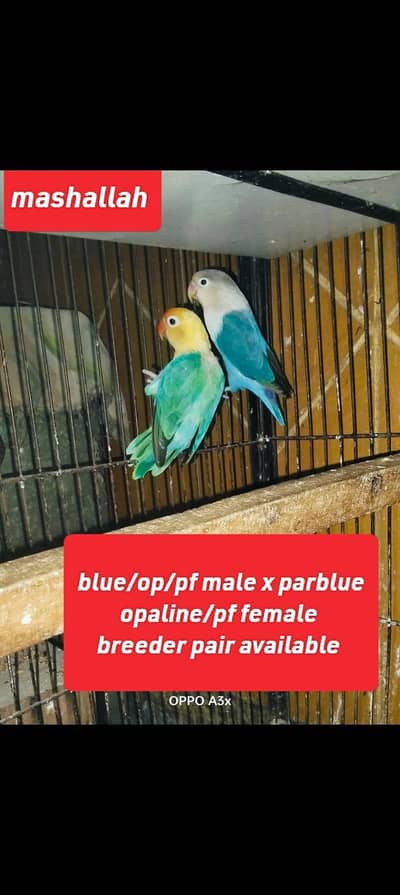 Parrot for sale 2 saal Umar ha Kisi bhi Bhai ko chaiye ho to rabta kra
