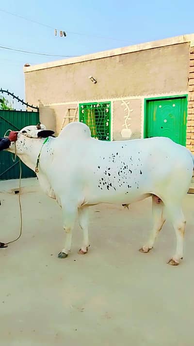 qurbani 2026