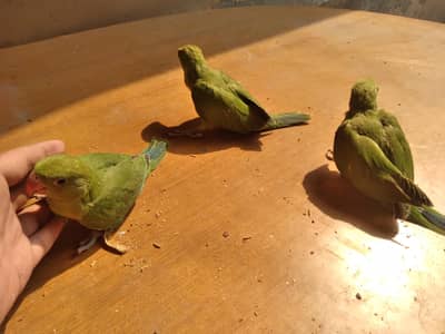 cocktail and green parrot chick's for sale