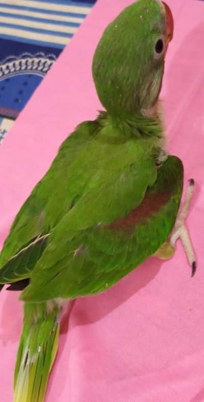 Pahari chick