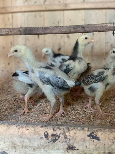 blue oh shamo chicks