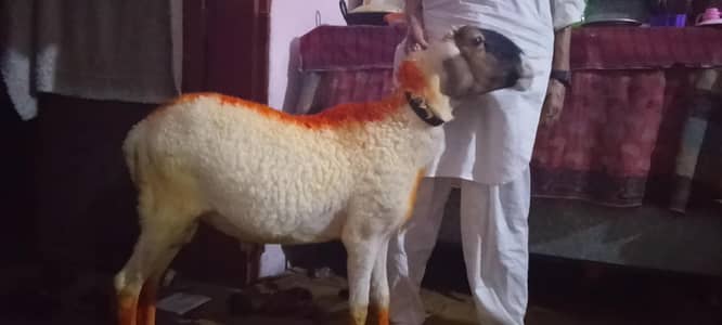 for sell jisna lena rbta kare ghr ka Pala hoa donda bakra03227876784