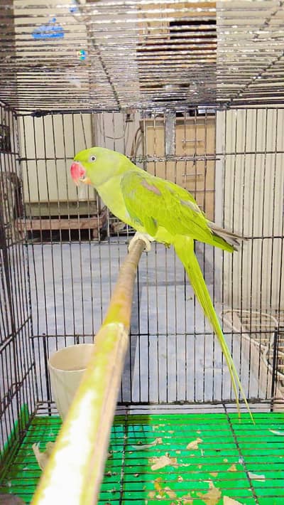 parrot