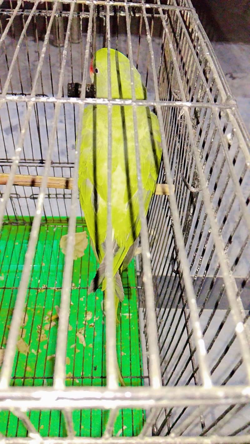 parrot 1