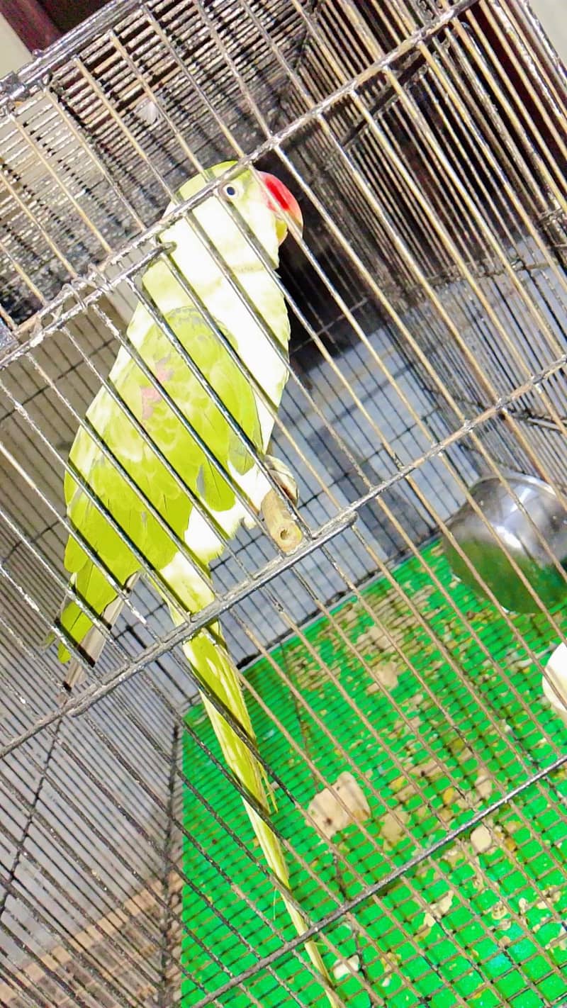parrot 2