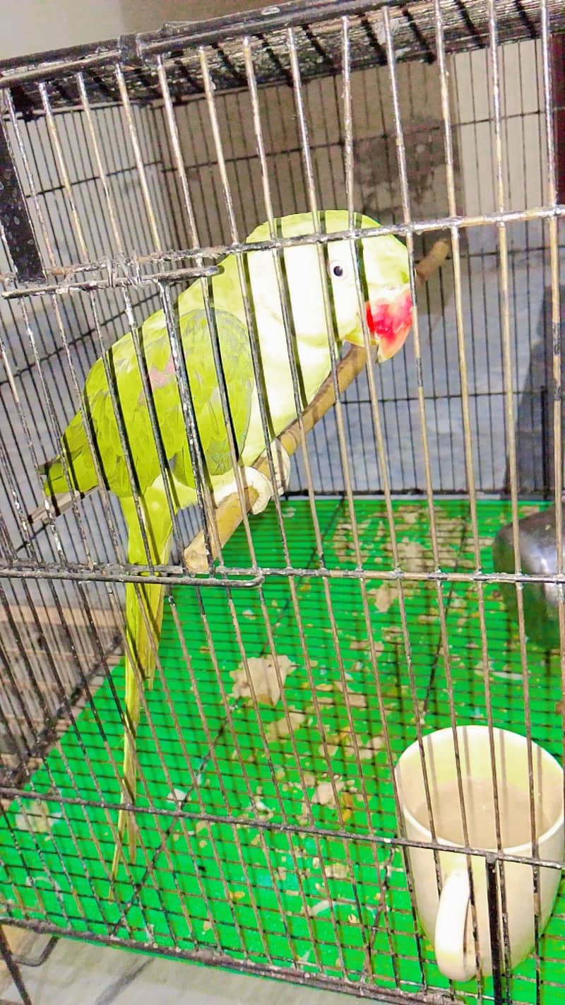 parrot 3