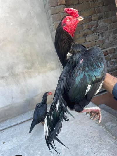 Lasani breeder (1.5wa) hain