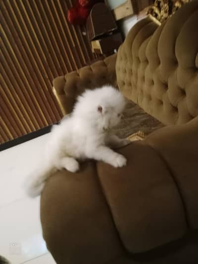 cat kitten