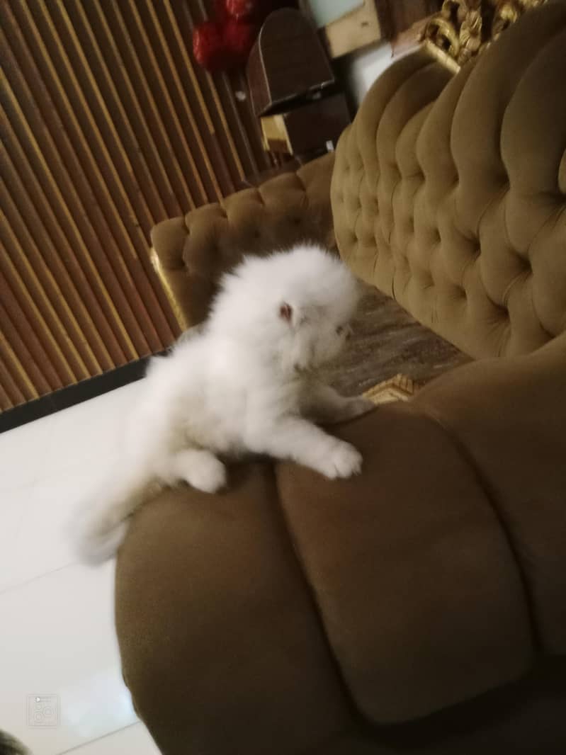 cat kitten 0