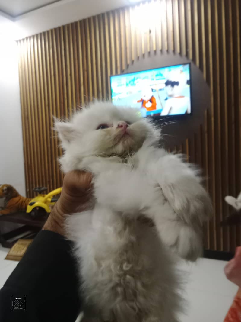cat kitten 1