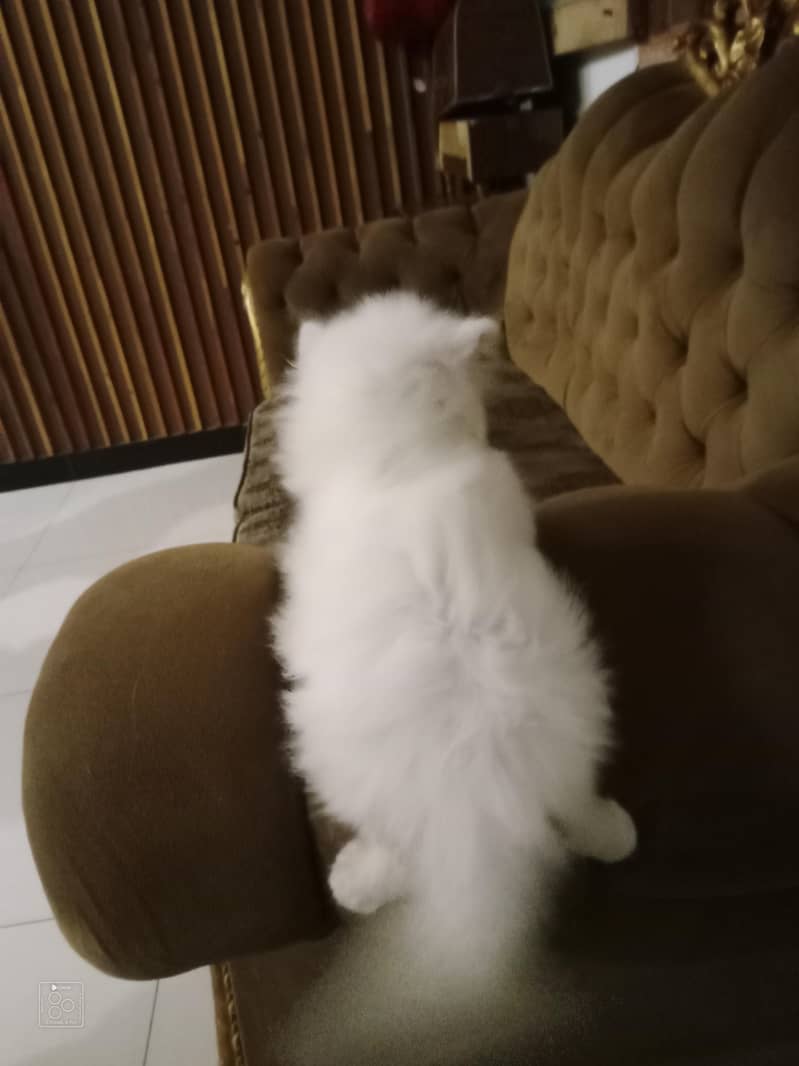 cat kitten 2