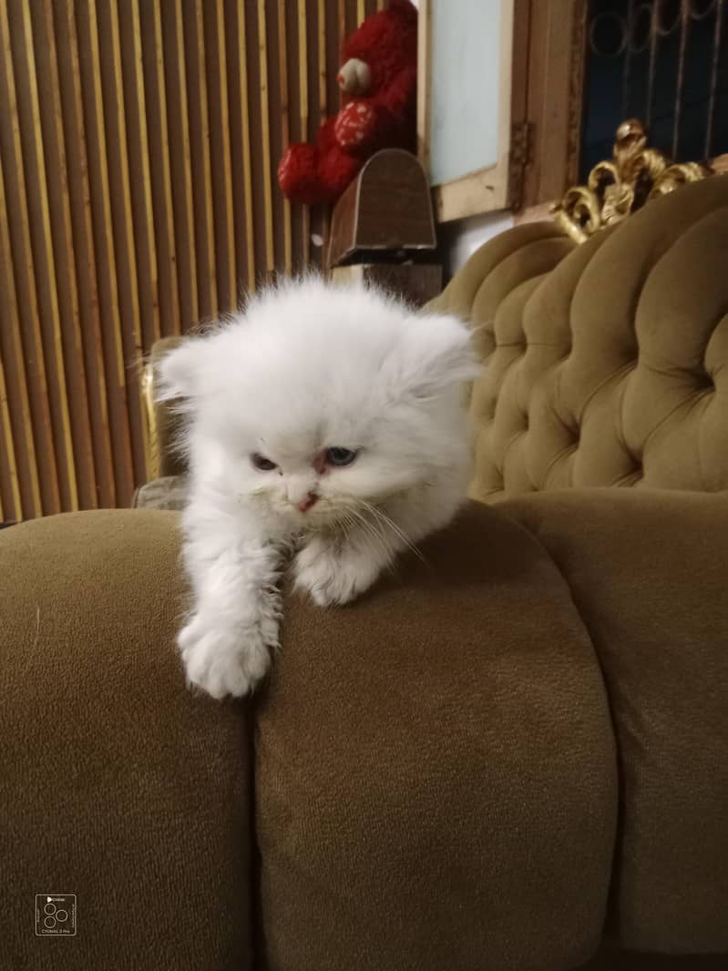 cat kitten 4