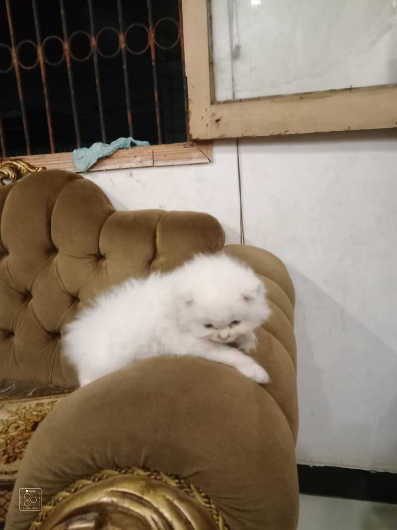 cat kitten 5