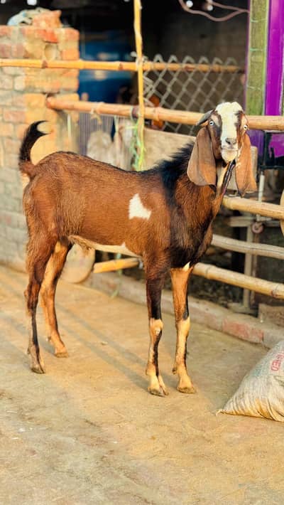 Bakra