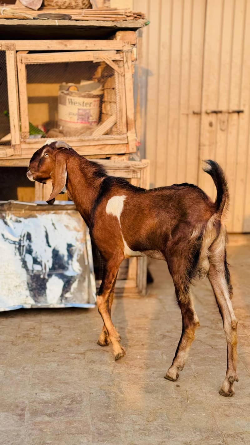 Bakra 1