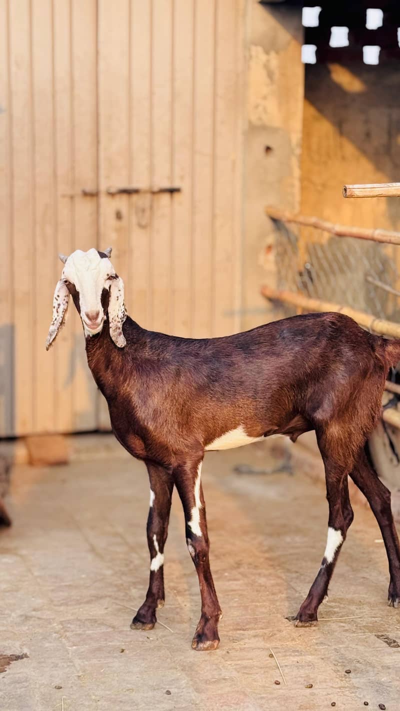 Bakra 2