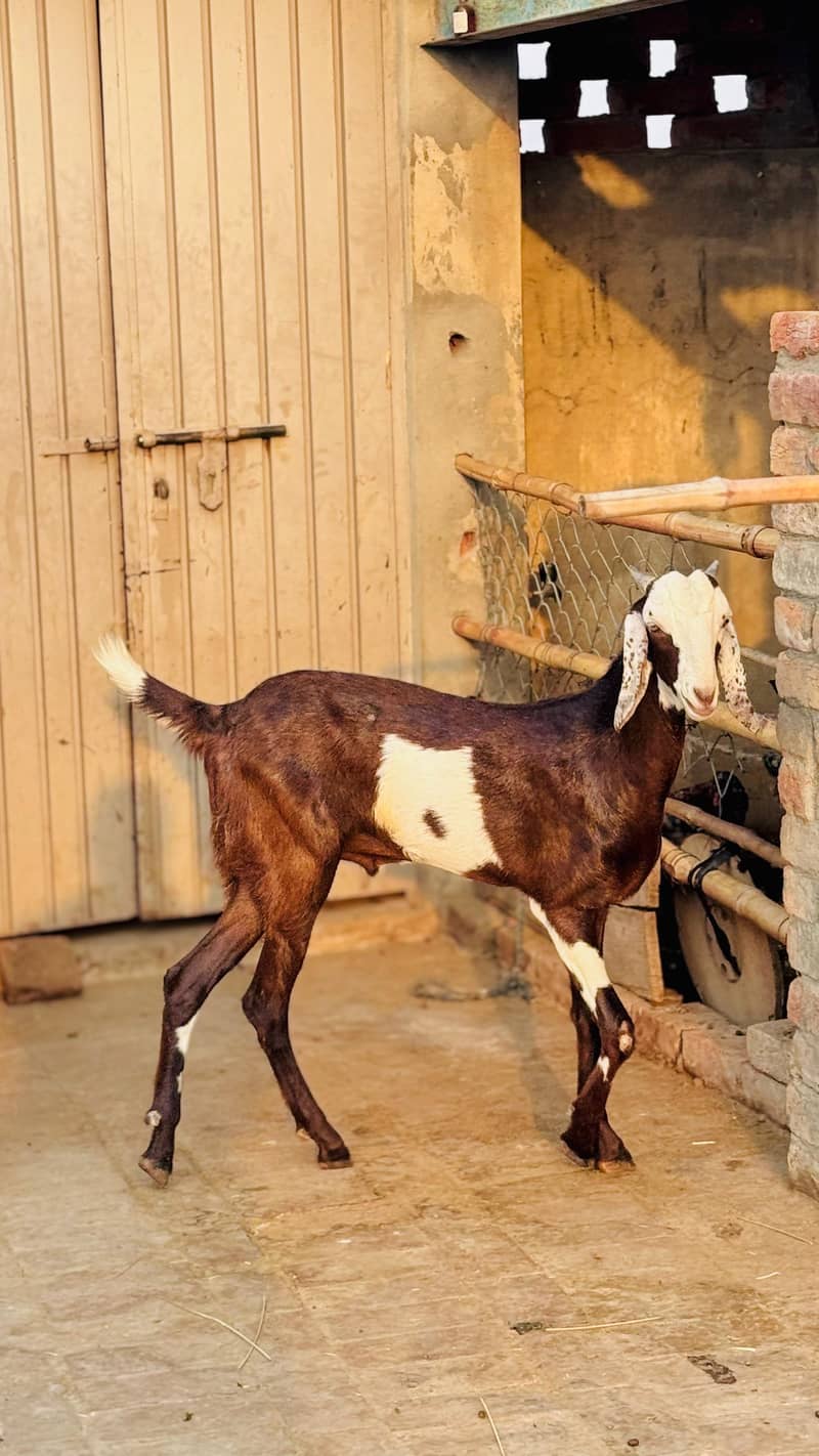 Bakra 3
