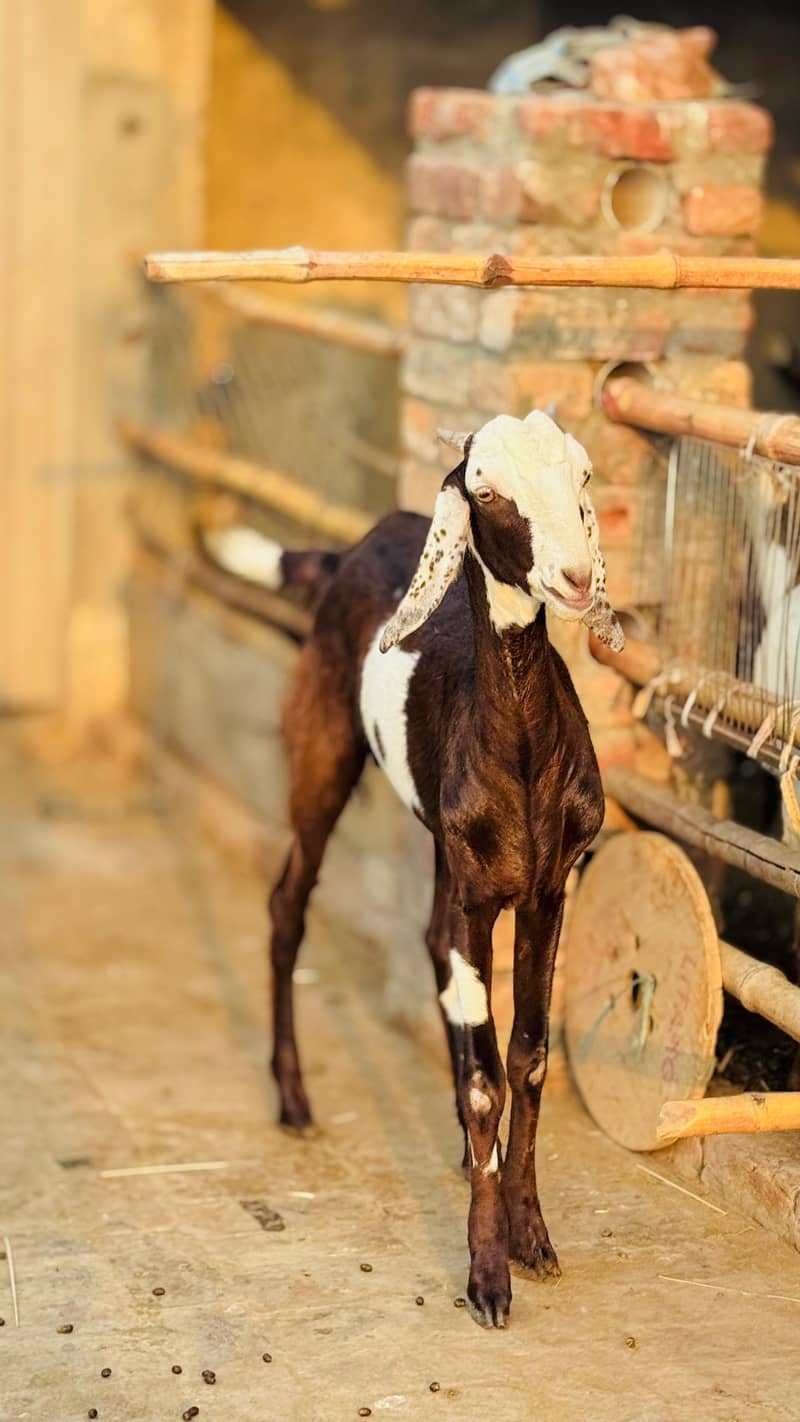 Bakra 4