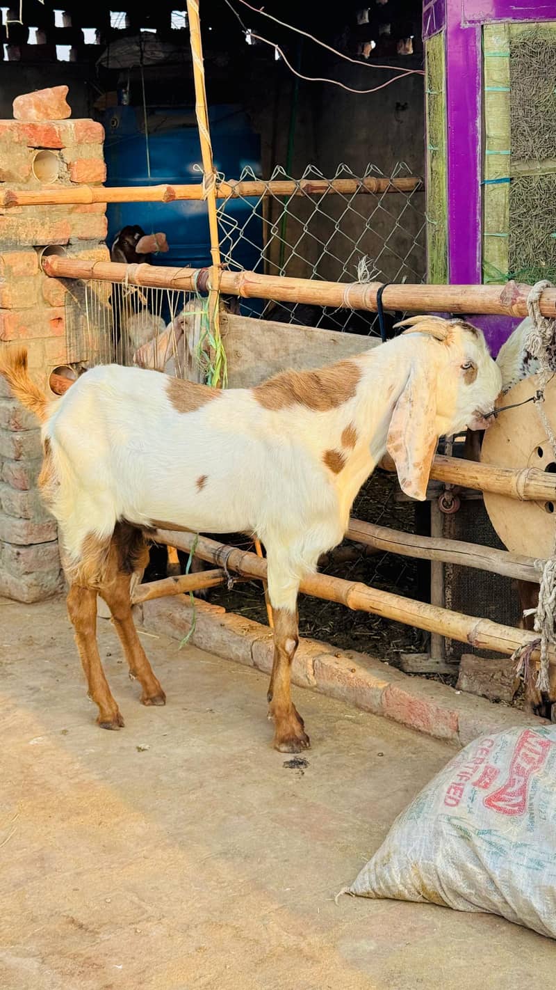 Bakra 5