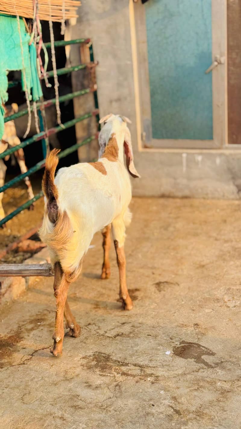 Bakra 6