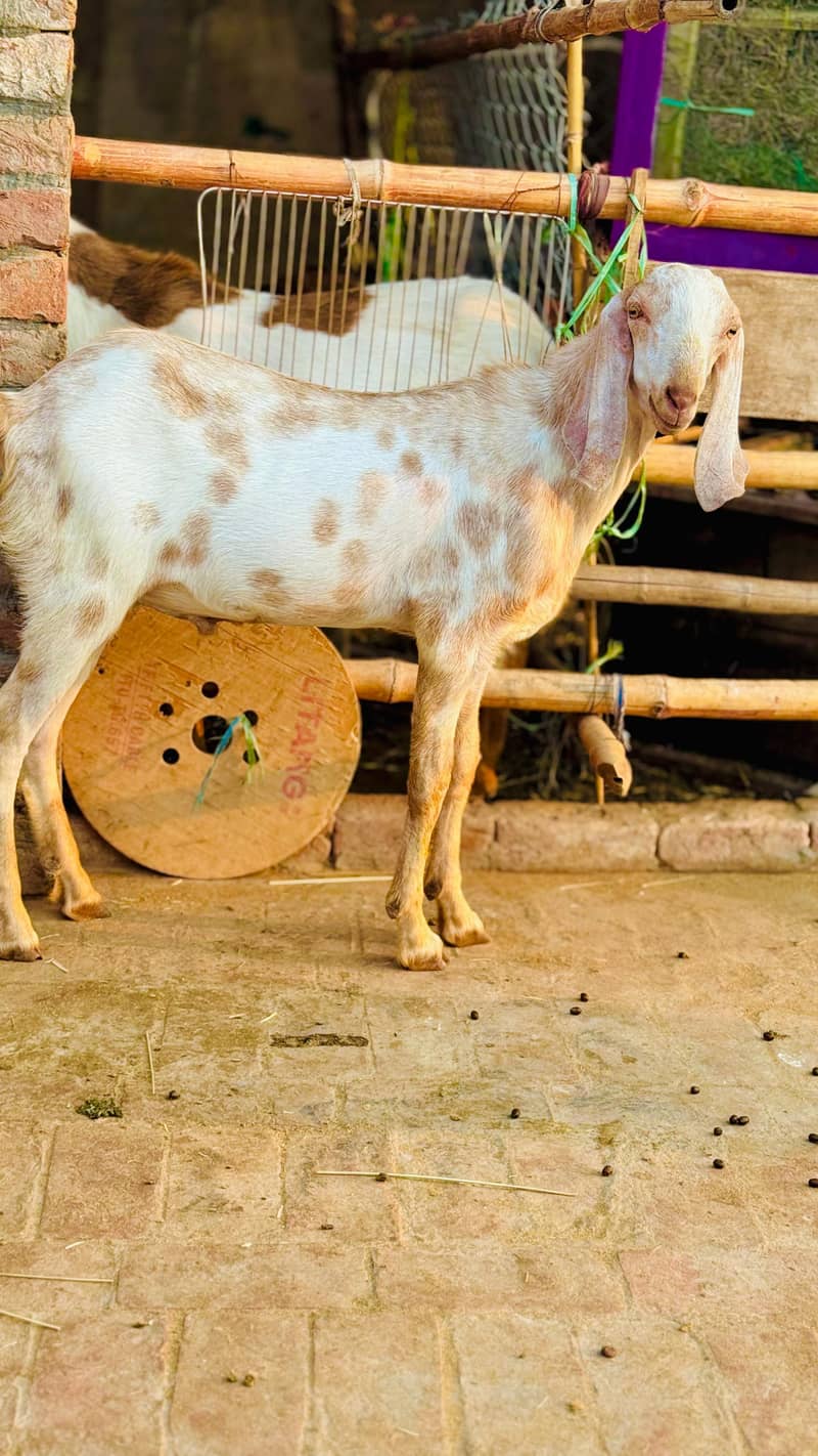 Bakra 7