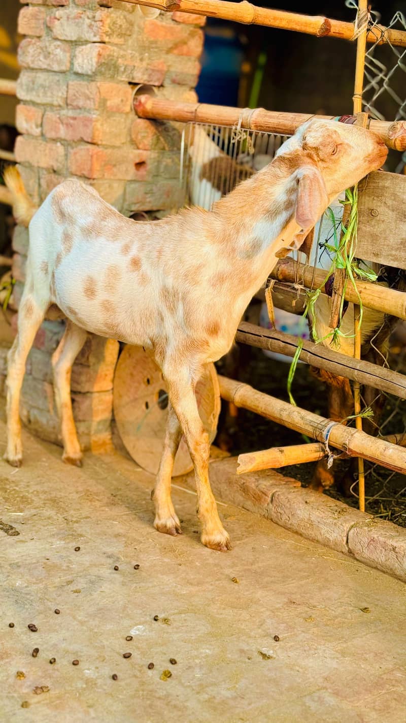 Bakra 8