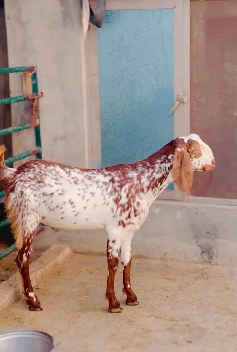 Bakra 9