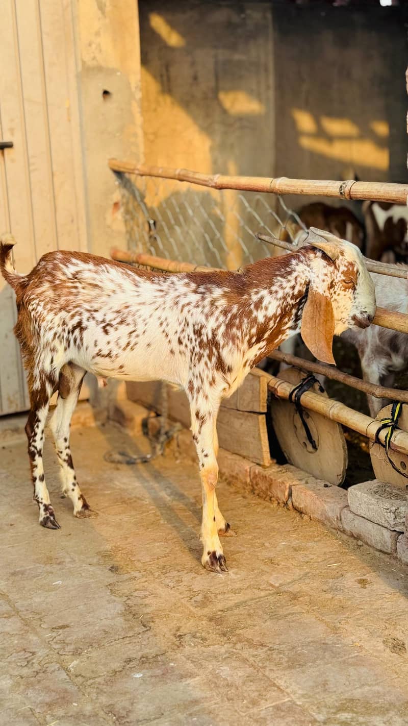 Bakra 10