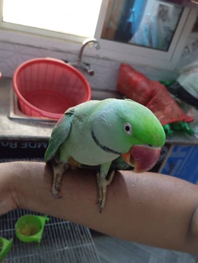 raw Alexander Kashmiri breeder pair for sale