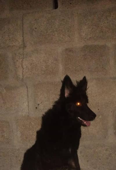 German shepherd 4 month female forl sale