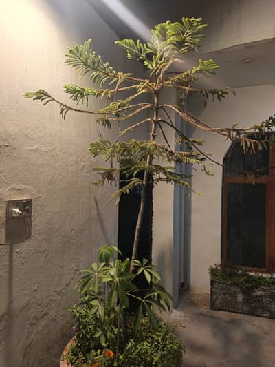 Norfolk Island Pine (Araucaria heterophylla).