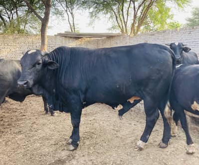 Qurbani 2026 For Sale