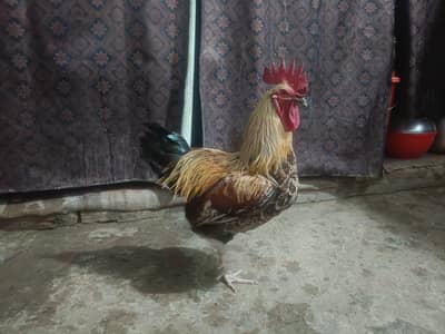 Desi Murgah and Lohmann Brown hen ,Fayoumi breed