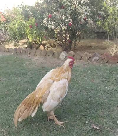 Peela Zakhreel