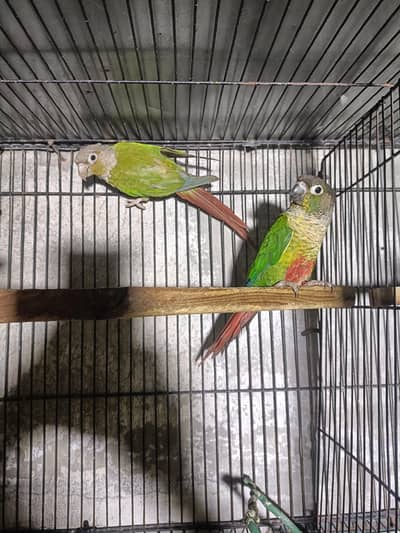 conure breeder pair