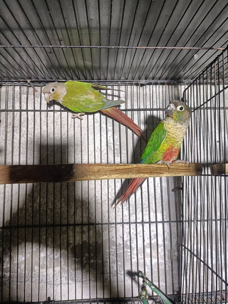 conure breeder pair 0