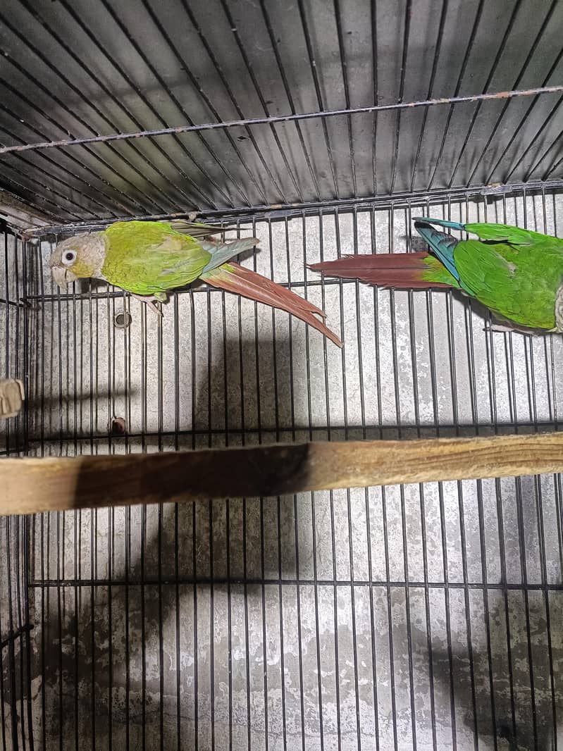 conure breeder pair 1