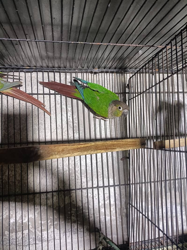 conure breeder pair 2