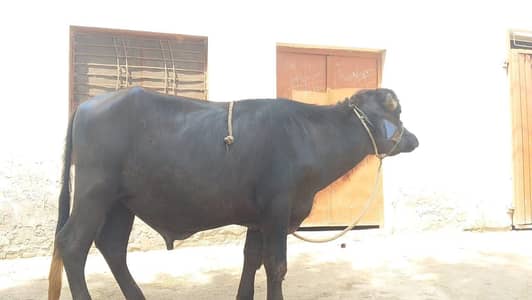 2 dant jhotta for QURBANI 03421217945 p call ya WhatsApp kren