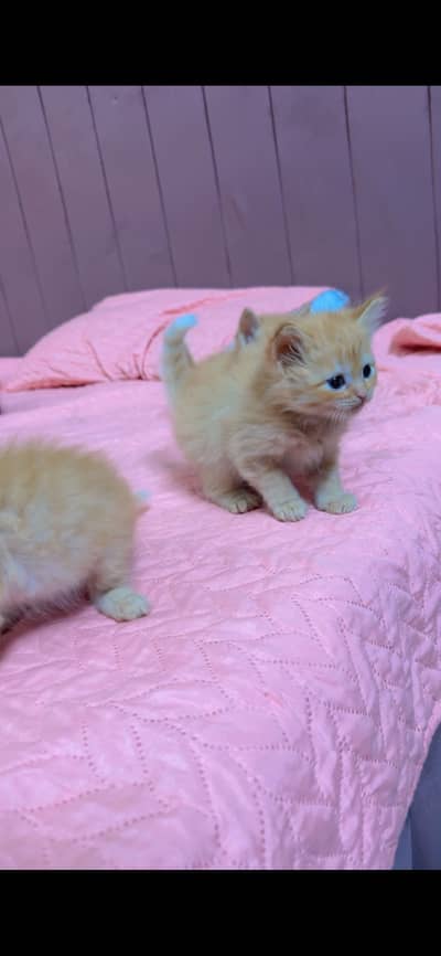 Persian kitten black and orange