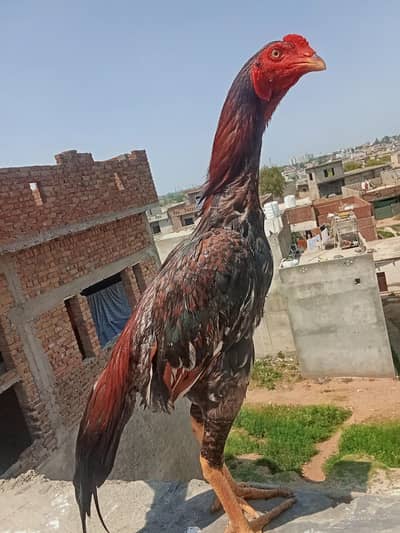 Aseep patha for sale