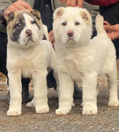 ala Bai  security dog pair  for sale