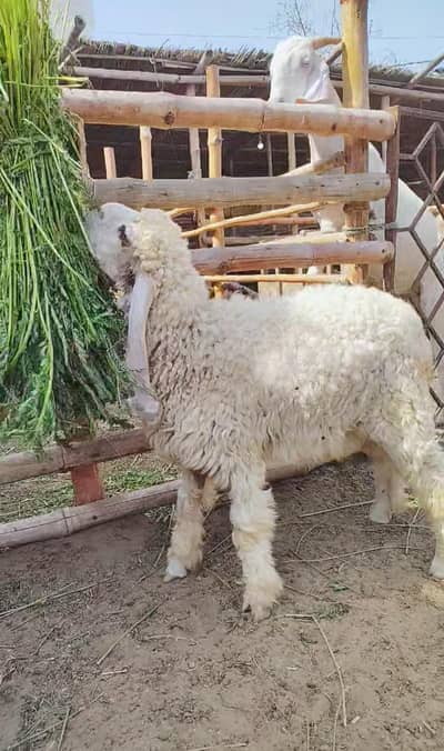 Larkana Dumba Chaki Dumba