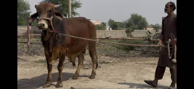 High quality premium sahiwal bull